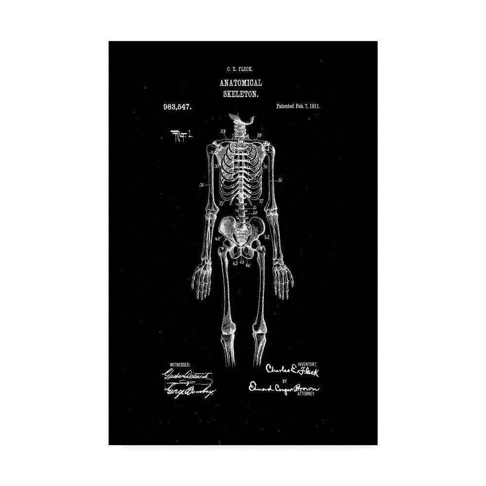 Anatomical Skeleton Art Print I8520