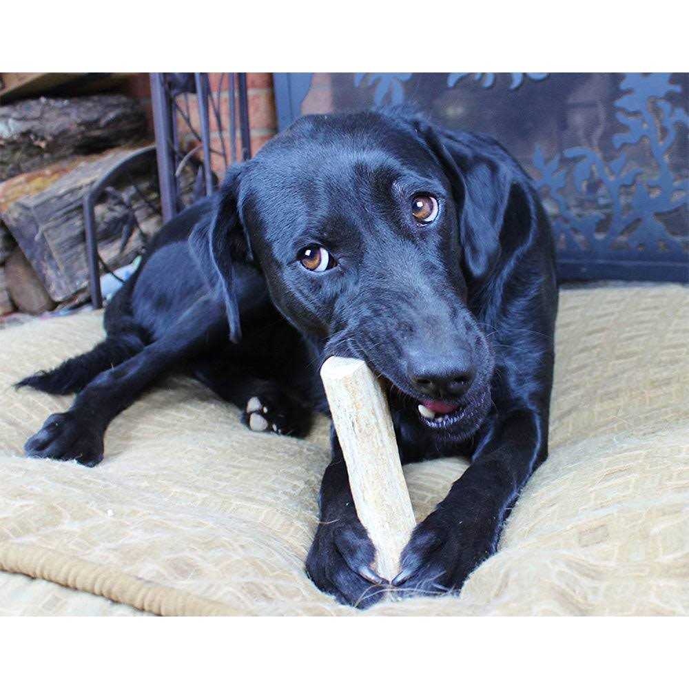 Elk Antlers for Dogs O922570