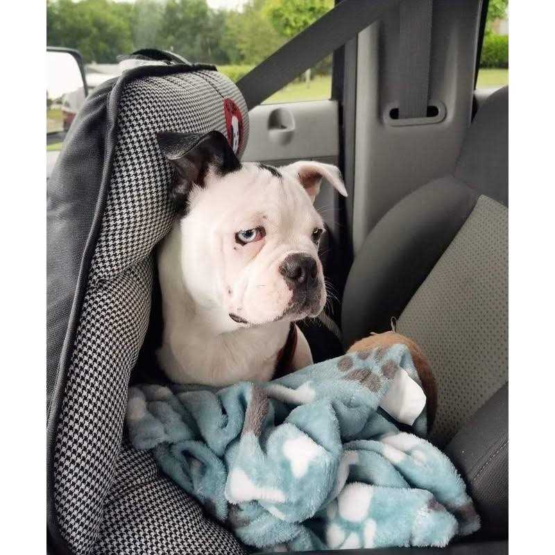 Dog Car Seat for Small and Medium Dogs Z777004