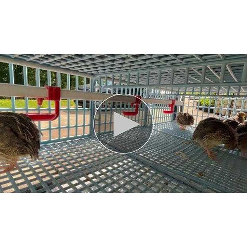 2 Section Quail Cage P632320