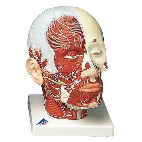 Head Musculature Model with Nerves Y2312