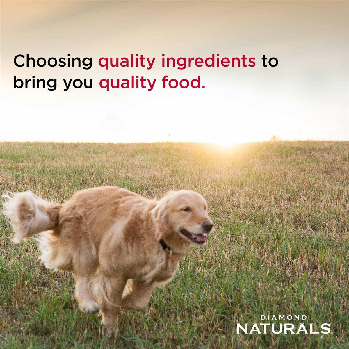 Lamb Meal & Rice Adult Dog Food Q4575