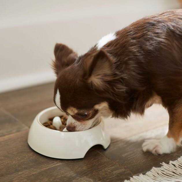 Melamine Slow Feed Dog & Cat Bowl R169251